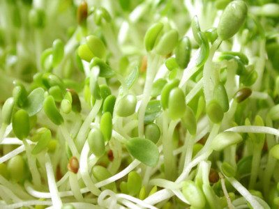 Alfalfa-spirer