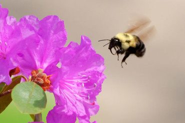 Humle lander på lilla blomst.