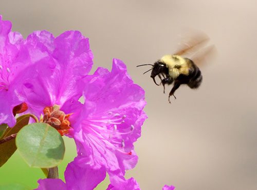 Humle lander på lilla blomst.