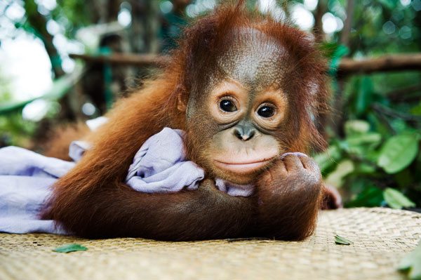 Portrett av orangutang.