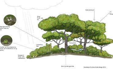 Illustrasjon av økosystem i en skog