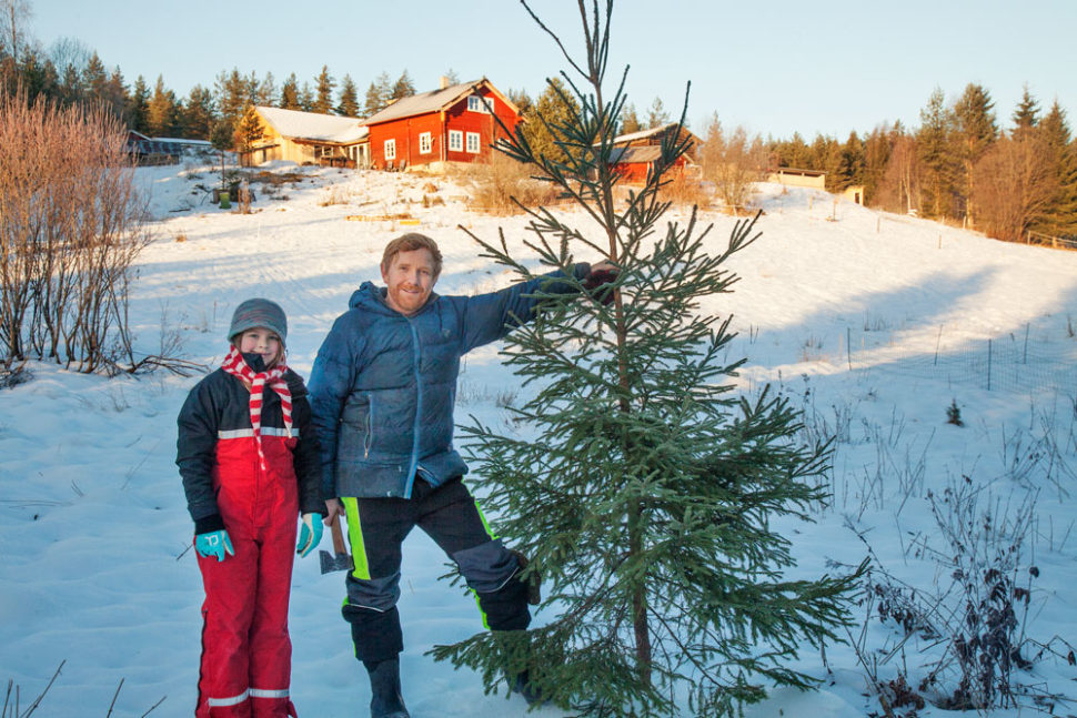 Juletrehogst på Herfragården