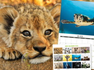 WWF kalender med løveunge og andre dyr