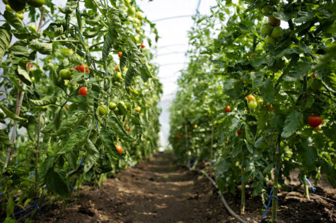 Korridor av tomatplanter