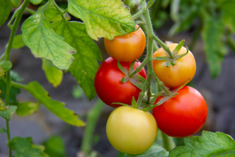 Klase med ferske tomater på tomatplante