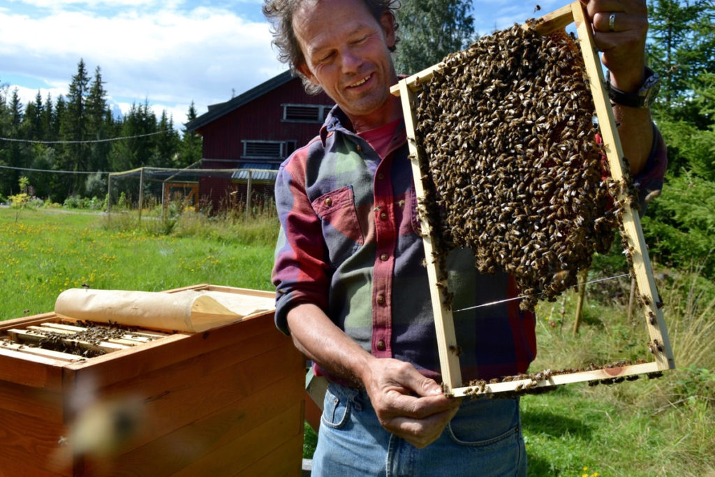 Birøkter viser brett med bier