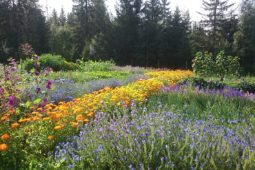 Naturlandskap med blomster