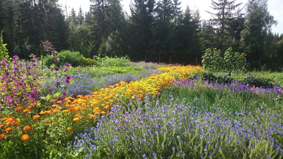 Naturlandskap med blomster