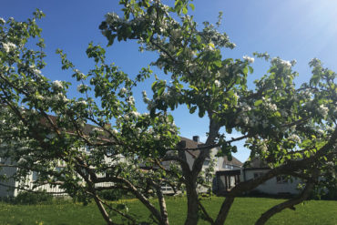 Hagetrær med hus i bakgrunnen