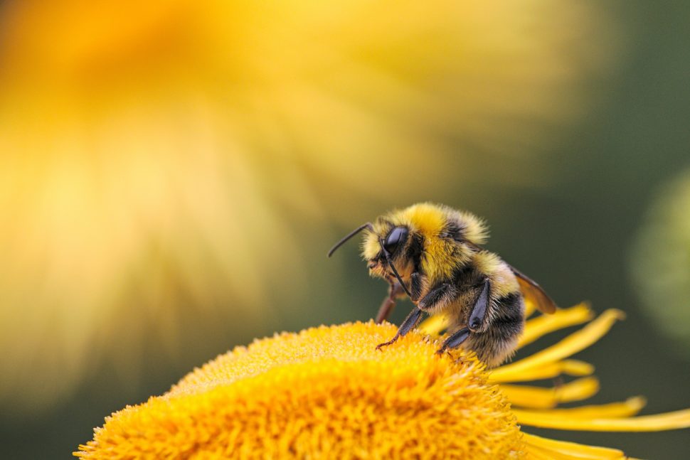 Bie på blomst