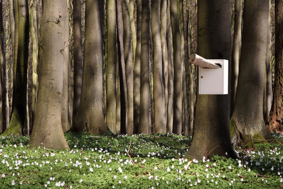 Postkasse på tre i tett skog.