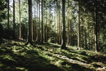 Tett skog i sollys