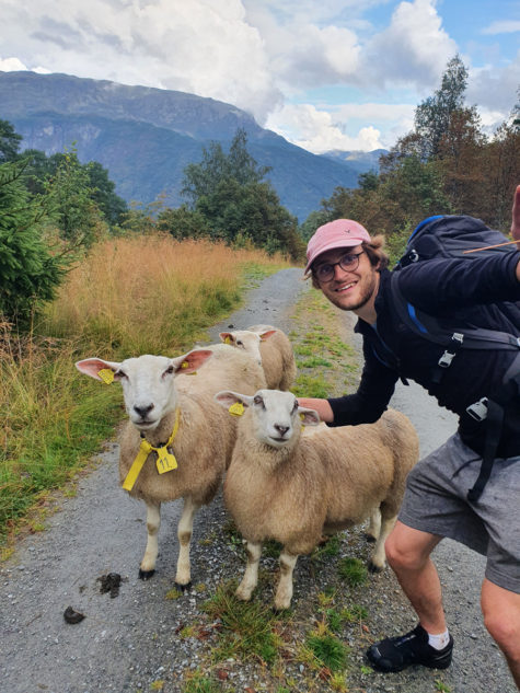 Person hilser på sauer på en vei i norsk sommerlandskap