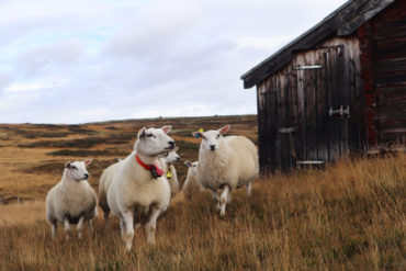 Sauer beiter i fjellet ved siden av gammelt hus.