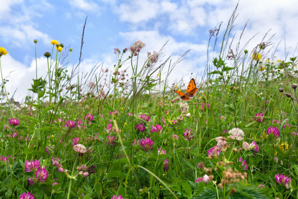 Blomstereng