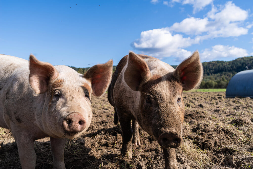 To griser ute på et jordområde under blå himmel.