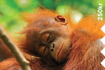 Sovende orangutang med grønn bakgrunn.
