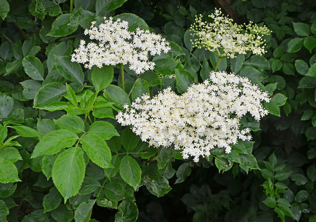 Grønn vekst med hvite blomster.