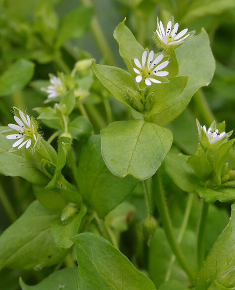 Grønne vekster med små, hvite blomster.