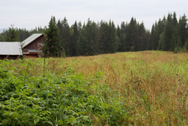 Gamle gårdsbygninger til venstre i bakgrunnen av et udyrket jorde