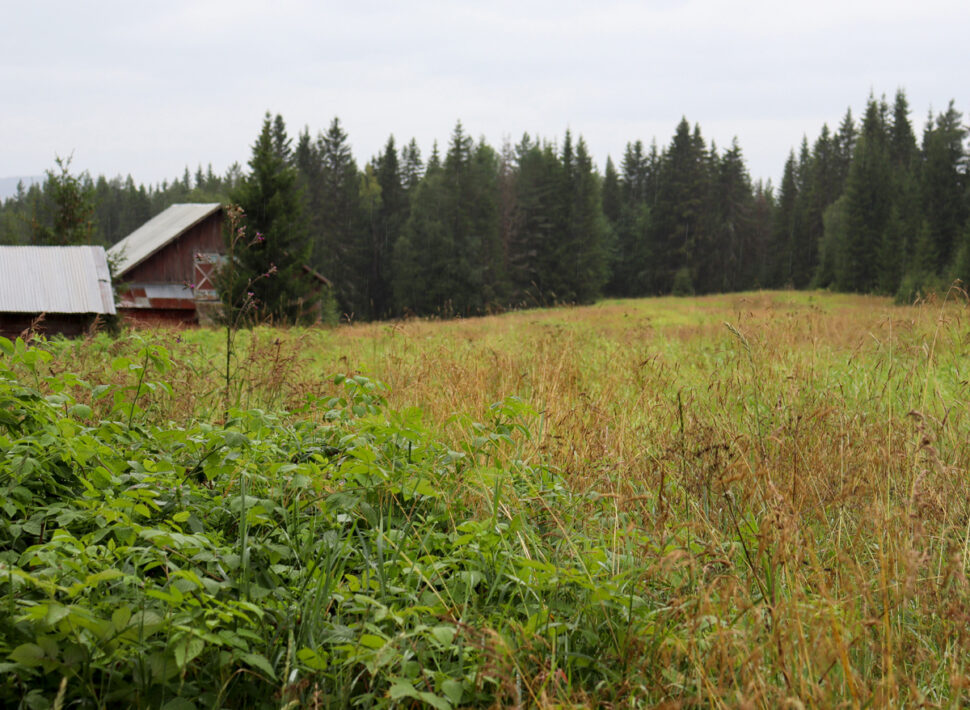 Gamle gårdsbygninger til venstre i bakgrunnen av et udyrket jorde
