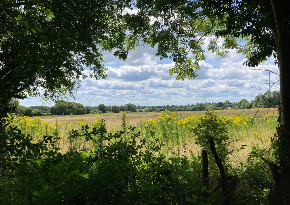Naturlandskap med jorder og ville vekster.